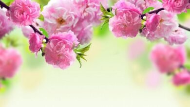 Aesthetic:5g3ytbqgd14= Spring Backgrounds