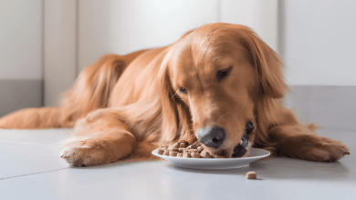 Canidae Dog Food: a Nutritious Choice for Your Furry Friend