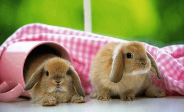 Cute:-Xjcg5dioae= Bunnies