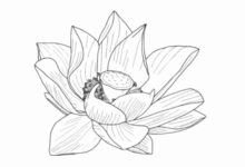 Outline:0_0dcgop-Ly= Lotus