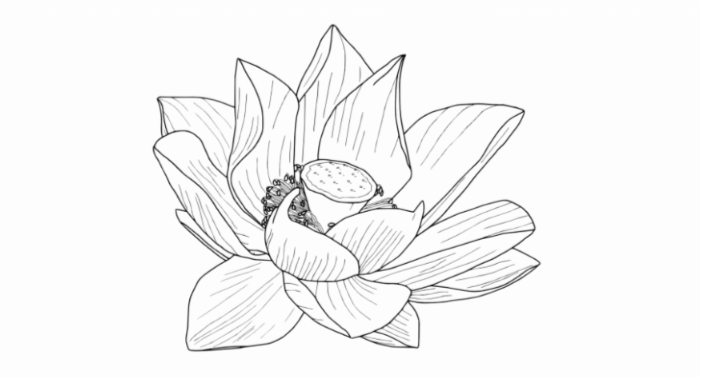 Outline:0_0dcgop-Ly= Lotus