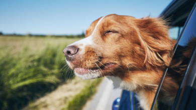 Why Probiotics for Dogs Are Gaining Popularity Among Pet Owners