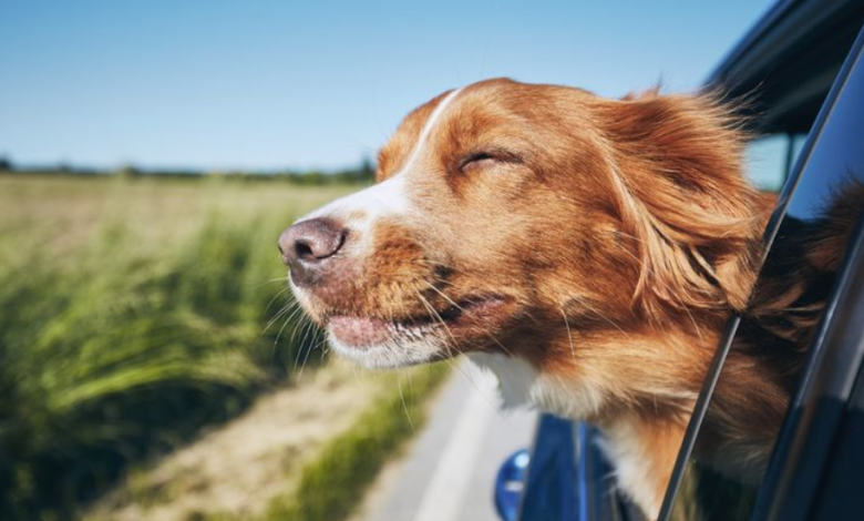 Why Probiotics for Dogs Are Gaining Popularity Among Pet Owners