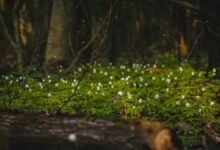 growth dynamics log details