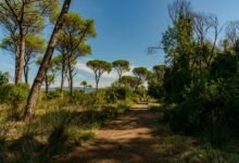 apex growth horizon path