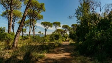 apex growth horizon path
